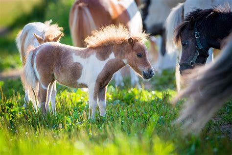 Mini equine - Miniature horses make great companions for full-sized horses and can be a lot of fun for their owners. Make sure your farm is properly outfitted for a mini and be prepared to create a horse care routine appropriate for your pint-sized equine. Like other equines, minis do best when they are turned out all the time or …